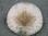 tofino_sanddollar
