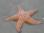 tofino_starfish